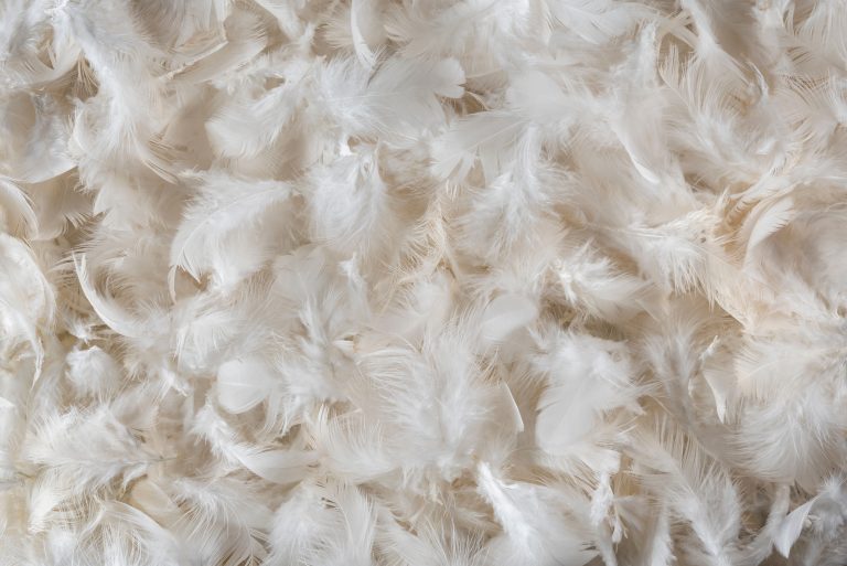 White/cream duck feathers
