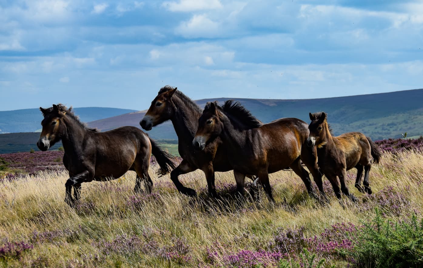 Exmoor ponies galloping