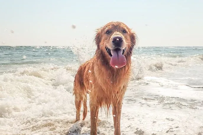 Dog on beach in waves
