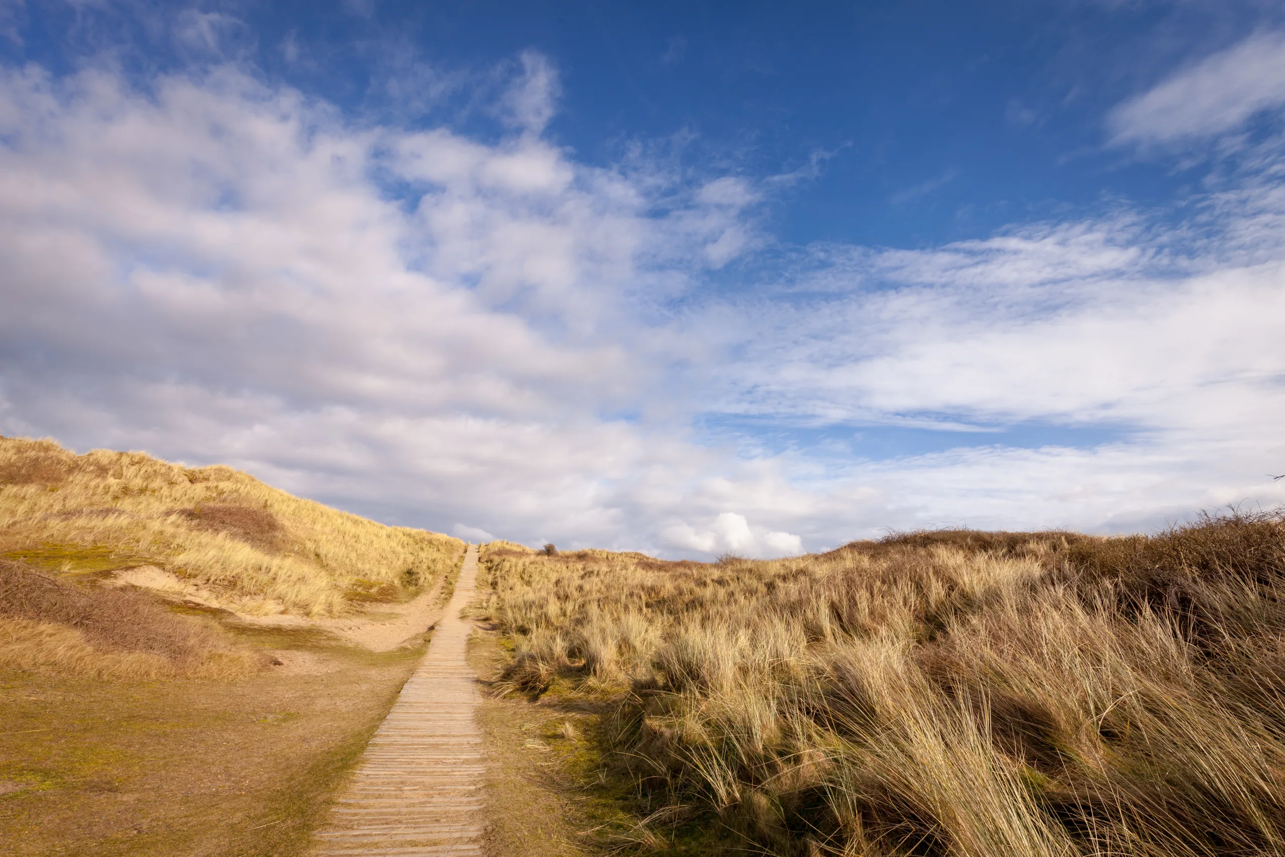 Braunton burrows