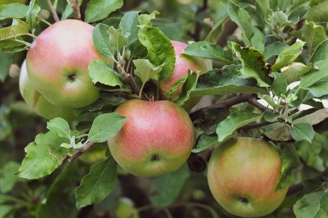 pexels-vladimirsrajber-18290587 Apples